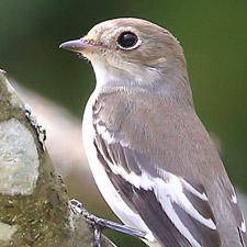 Gobemouche noir - (European Pied Flycatcher)