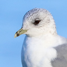 0Goland cendr - (Larus canus)