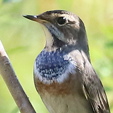 Gorgebleue  miroir - (Cyanecula svecica)