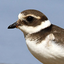 Common Ringed Plover - (Charadrius hiaticula)