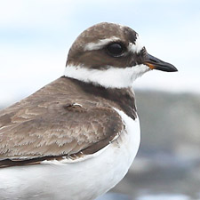 Grand Gravelot - (Charadrius hiaticula)