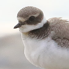 Grand Gravelot - (Common Ringed Plover)