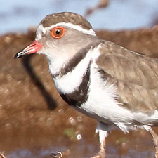 Gravelot  triple collier - (Three-banded Plover)