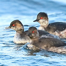 Grbe  cou noir - (Podiceps nigricollis)