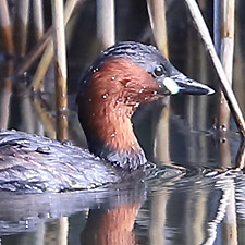 Little Grebe - (Tachybaptus ruficollis)