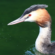 Great Crested Grebe