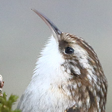 Short-toed Treecreeper - (Certhia brachydactyla)