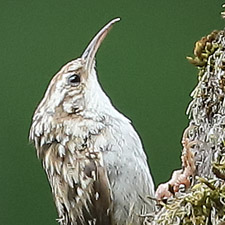 Short-toed Treecreeper