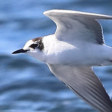 White-winged Tern - (Chlidonias leucopterus)