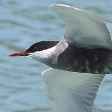 Whiskered Tern - (Chlidonias hybrida)