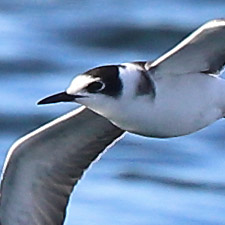 Black Tern