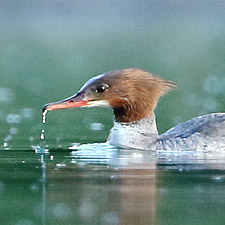 Goosander - (Mergus merganser)