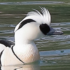 Smew - (Mergellus albellus)