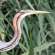 Hron pourpr - (Ardea purpurea)