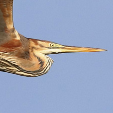 Purple Heron - (Ardea purpurea)