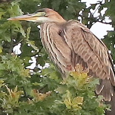 Purple Heron - (Ardea purpurea)