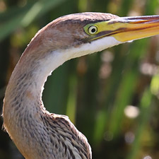 Purple Heron - (Ardea purpurea)