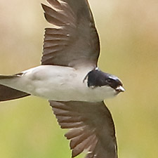 Northern House Martin - (Delichon urbicum)