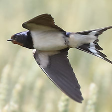 Barn Swallow