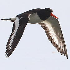 Eurasian Oystercatcher - (Haematopus ostralegus)