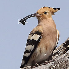 Eurasian Hoopoe - (Upupa epops)