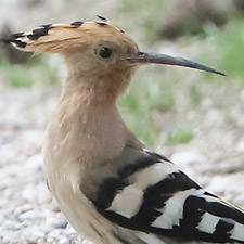 Huppe fascie - (Common Hoopoe)