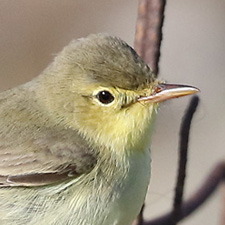 Icterine Warbler - (Hippolais icterina)