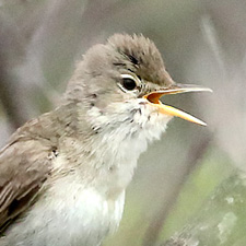 Eastern Olivaceous Warbler - (Iduna pallida)