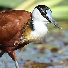 African Jacana - (Actophilornis africanus)