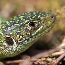 Gros plan d'un lzard vert