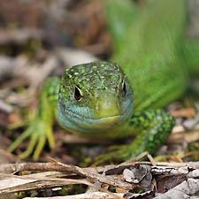 Portrait d'un Lzard Vert