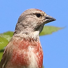 Common Linnet - (Linaria cannabina)