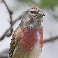 Linotte mlodieuse - (Common Linnet)