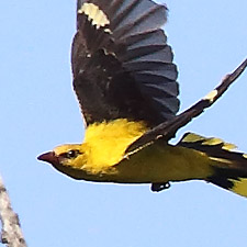 Eurasian Golden Oriole - (Oriolus oriolus)