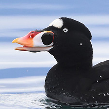 Surf Scoter - (Melanitta perspicillata)