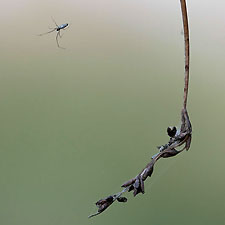 Une araigne magique