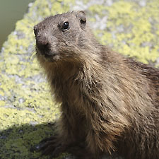 Marmotte