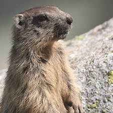 Marmotte