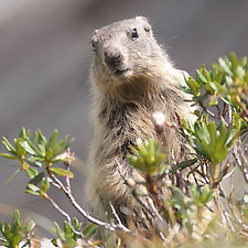 Marmotte