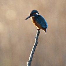 Martin-pcheur d'Europe (Common Kingfisher)