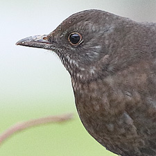 Eurasian Blackbird - (Turdus merula)