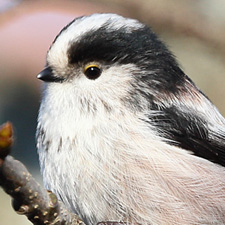 Msange  longue queue - (Aegithalos caudatus)