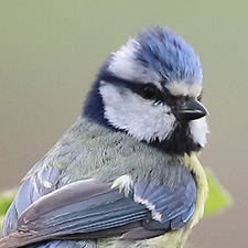 Eurasian Blue Tit - (Cyanistes caeruleus)