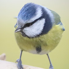 Eurasian Blue Tit - (Cyanistes caeruleus)