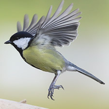 Great Tit - (Parus major)