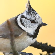 Crested Tit - (Lophophanes cristatus)