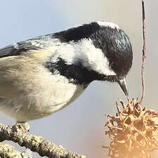 Coal Tit - (Periparus ater)