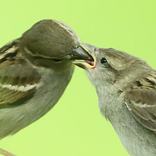 House Sparrow