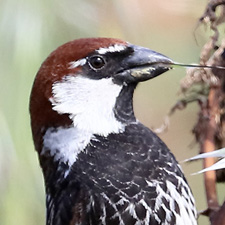 Moineau espagnol - (Passer hispaniolensis)