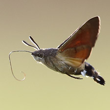 Moro-Sphinx - (Macroglossum stellatarum)